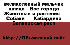 великолепный мальчик шпица - Все города Животные и растения » Собаки   . Кабардино-Балкарская респ.